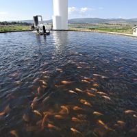 Fish Farms: A Panacea Gone Wrong