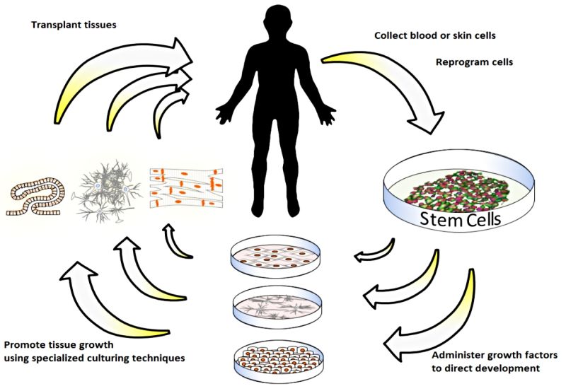 Stem Cell Clinics