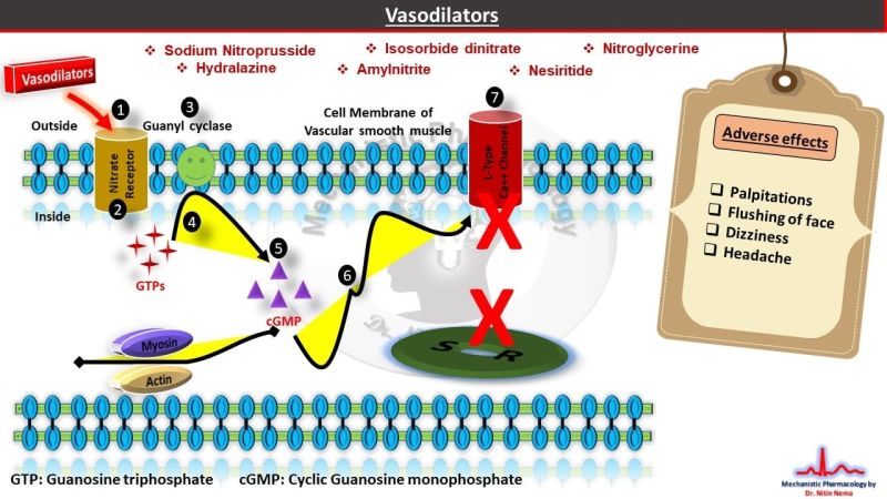 Vasodilators