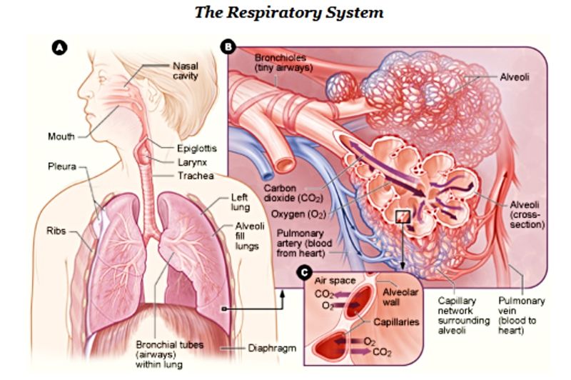 Pulmonary Emergencies