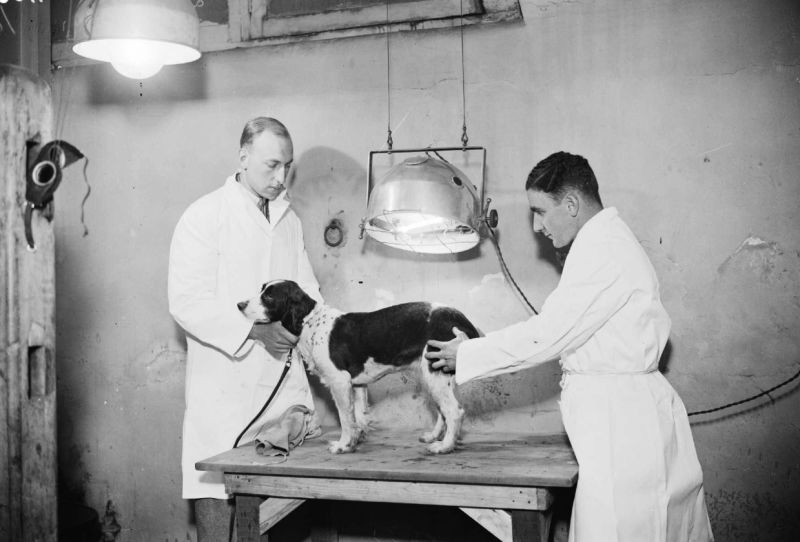 Veterinary Medicine