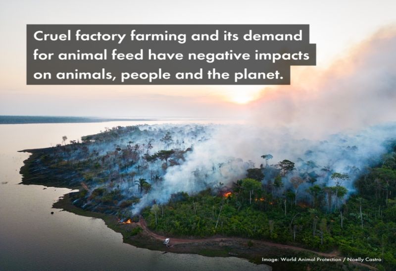 Factory Farms & the Environment