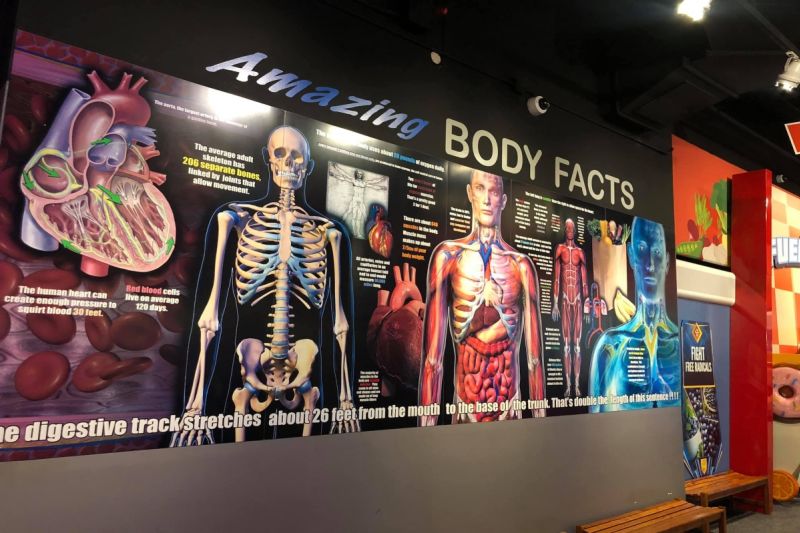 The Human Body