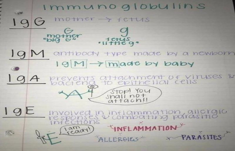 Immunoglobulins