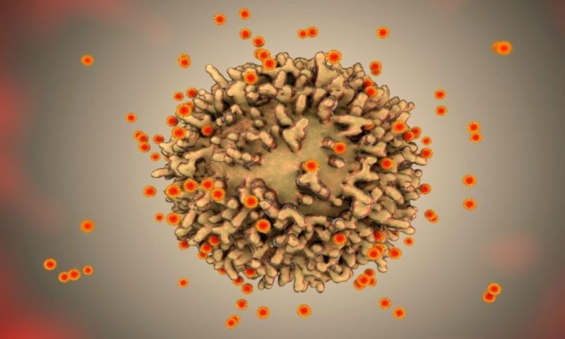 T cells