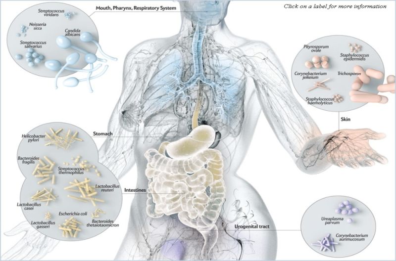 Microbiome