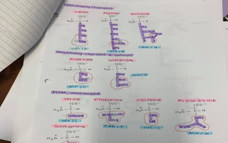 Amino Acids