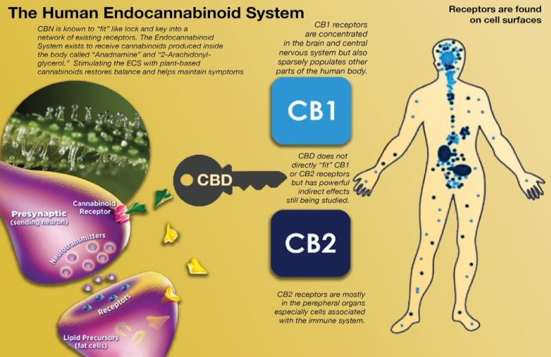 Endocannabinoid System