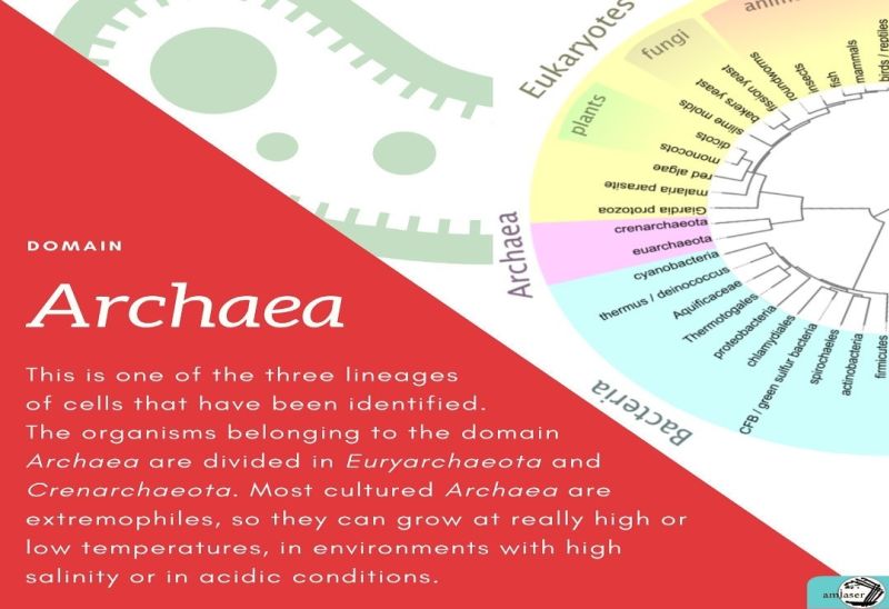 Archaea
