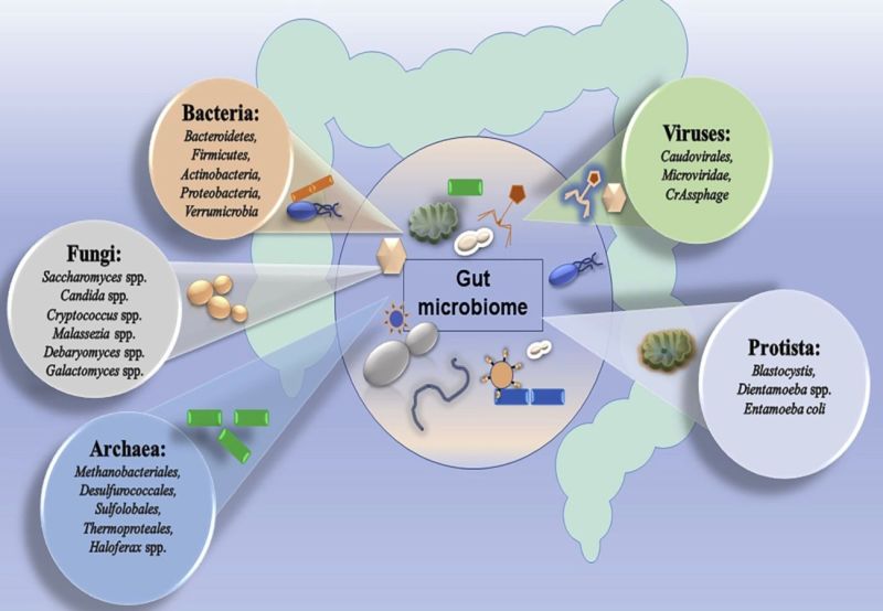 Microbes