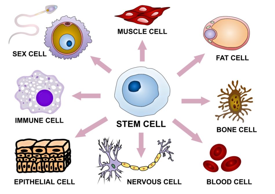 STEM CELLS...It's Our Future