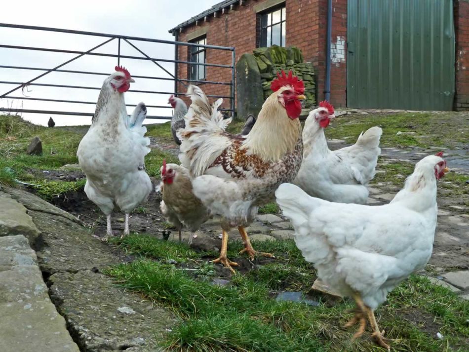 Salmonella Outbreaks: Who's Watching the Hens?