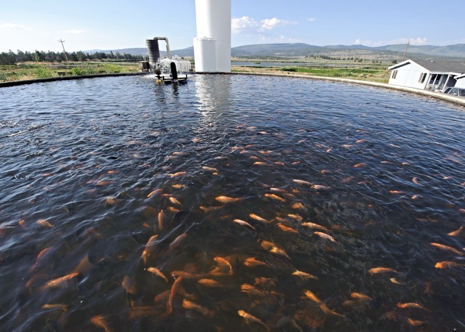 Fish Farms: A Panacea Gone Wrong