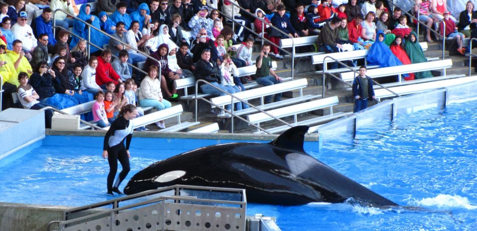 What Our Treatment of Orcas Tells Us About Our Societal Health