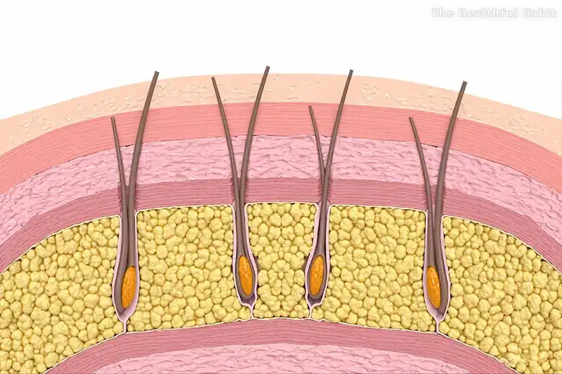 Subcutaneous Fat: The Soft Fat Beneath Your Skin and Why It Matters More Than You Think