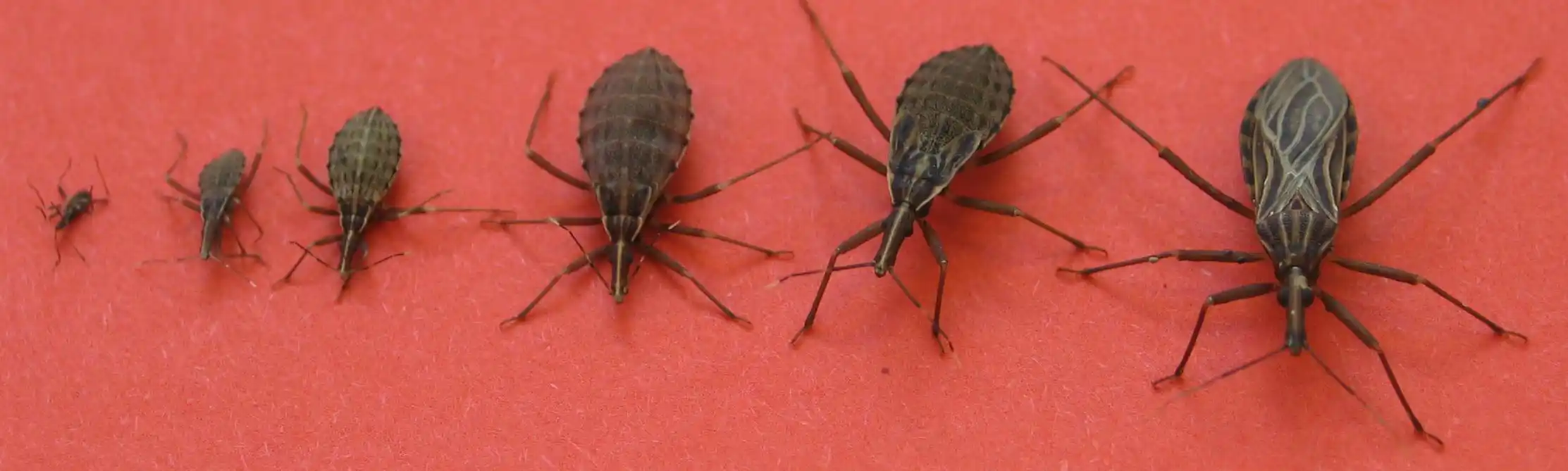 Kissing Bugs and Chagas Disease: What You Need to Know About This Silent Health Threat