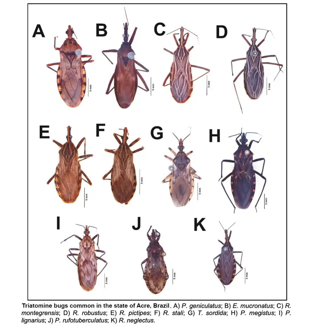 Kissing Bugs and Chagas Disease: What You Need to Know About This Silent Health Threat