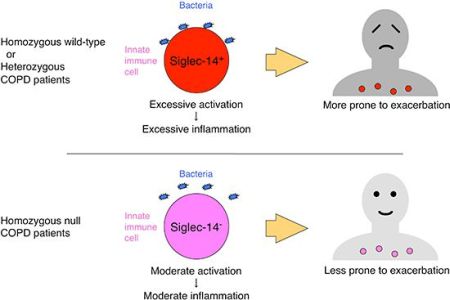 Japanese Researchers Identified a Protein Linked to the Exacerbation of COPD