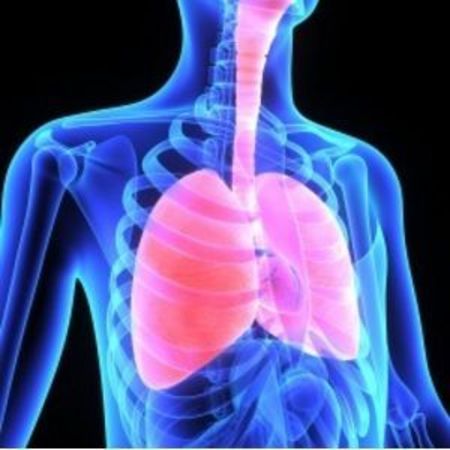 lung graphic