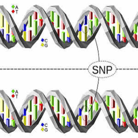 New Genetic Tool Identifies Risk of Coronary Heart Disease