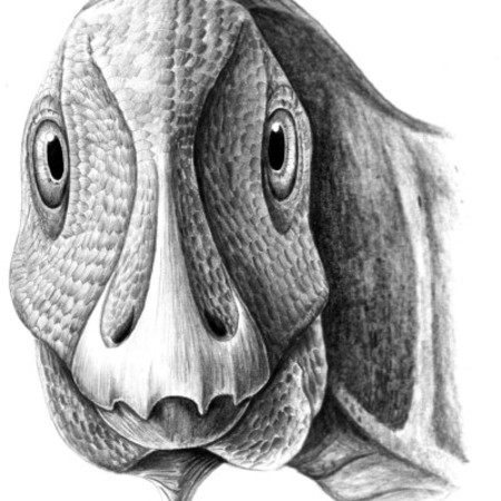 A reconstruction of the young, deformed Telmatosaurus individual, with the ameloblastoma just becoming visible on its lower left jaw. Reconstructive sketch by Mihai Dumbravă.