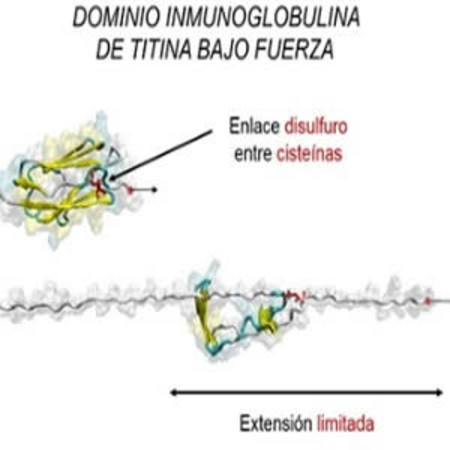 New mechanism regulates key protein for heart function 