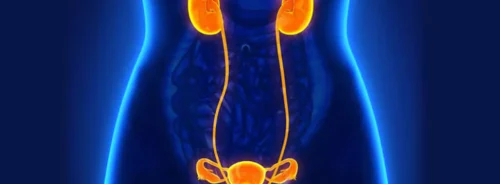 3D medical illustration of the female urinary&nbsp;and reproductive&nbsp;systems.&nbsp;