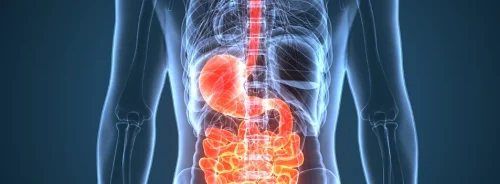 Digital medical illustration of the gastrointestinal tract.&nbsp;