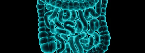 3D medical illustration of human intestines&nbsp;(small bowel and colon)&nbsp;with appendix, glowing cyan on a black background.&nbsp;