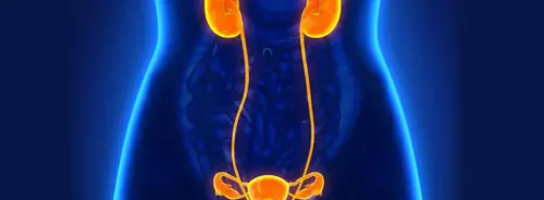 3D medical illustration of the female urinary&nbsp;and reproductive&nbsp;systems.&nbsp;