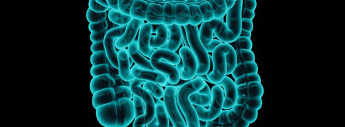 3D medical illustration of human intestines&nbsp;(small bowel and colon)&nbsp;with appendix, glowing cyan on a black background.&nbsp;