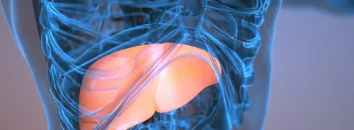 3D medical illustration of the upper torso with the liver highlighted beneath the right rib cage/diaphragm.&nbsp;