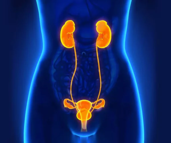 3D medical illustration of the female urinary&nbsp;and reproductive&nbsp;systems.&nbsp;