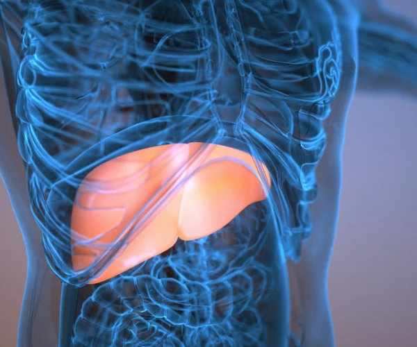 3D medical illustration of the upper torso with the liver highlighted beneath the right rib cage/diaphragm.&nbsp;