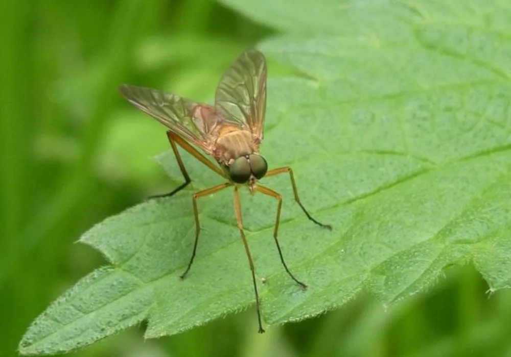 Mosquitoes Reared in Cooler Temperatures More Susceptible to Viruses that can Affect Human Health