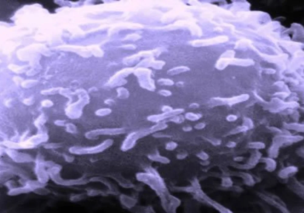 New Molecule Kills Cancer Cells