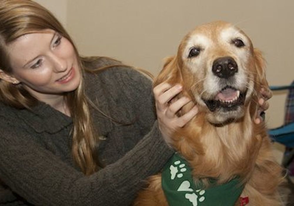 Pet Therapy For Hospital Employee Stress