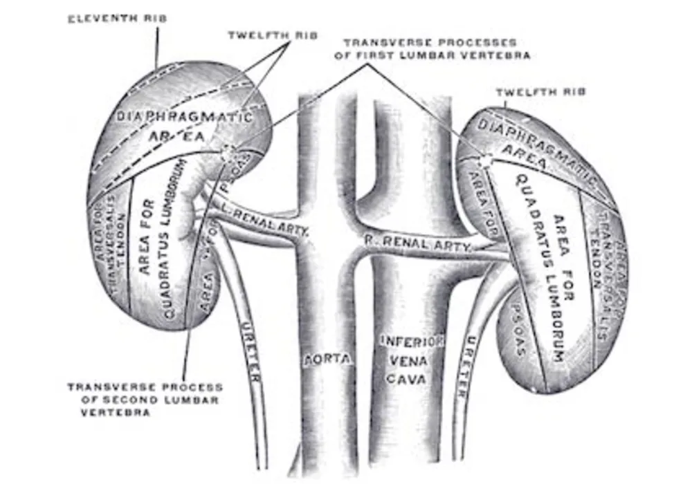 CKD Research Could Benefit From Changes To Progression Measurements