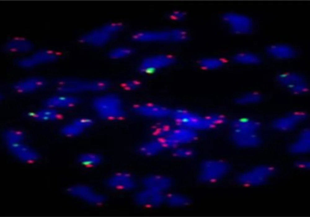 Researchers Extend Telomeres in Human Cells to Slow Ageing