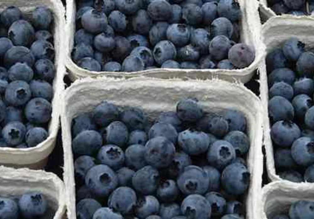 Eating Blueberries Linked to Blood Pressure