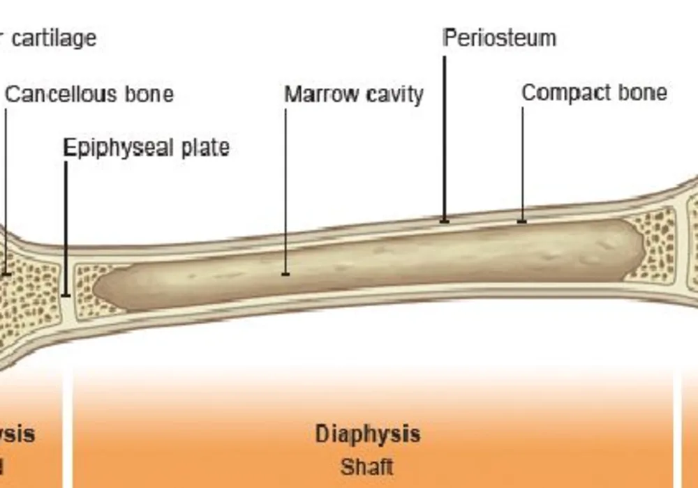 Assessing Fracture Risk from Bone Radiotherapy