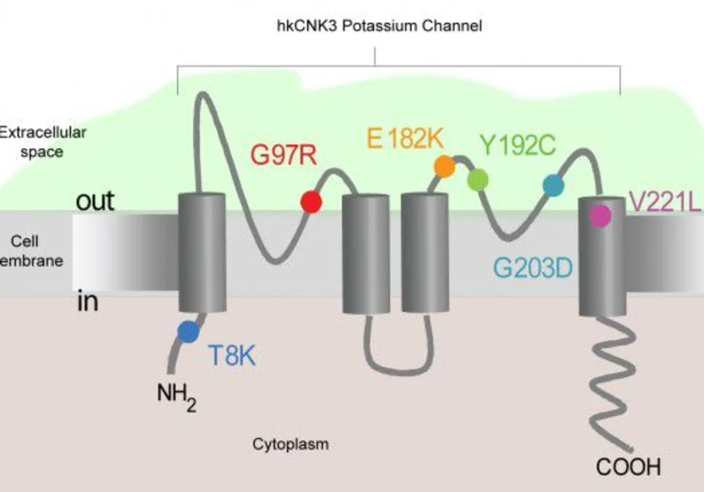 New Genetic Cause of Pulmonary Hypertension Identified