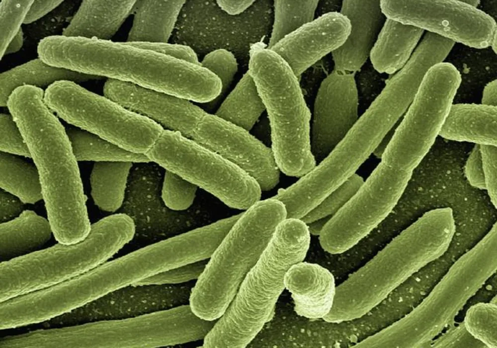 Research Targets Bacteria Behind Hospital-associated Infections