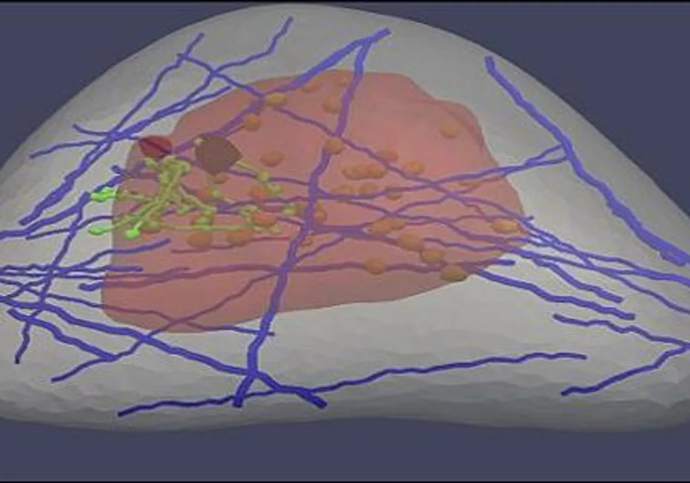 &#039;Virtual Breast&#039; Could Improve Cancer Detection