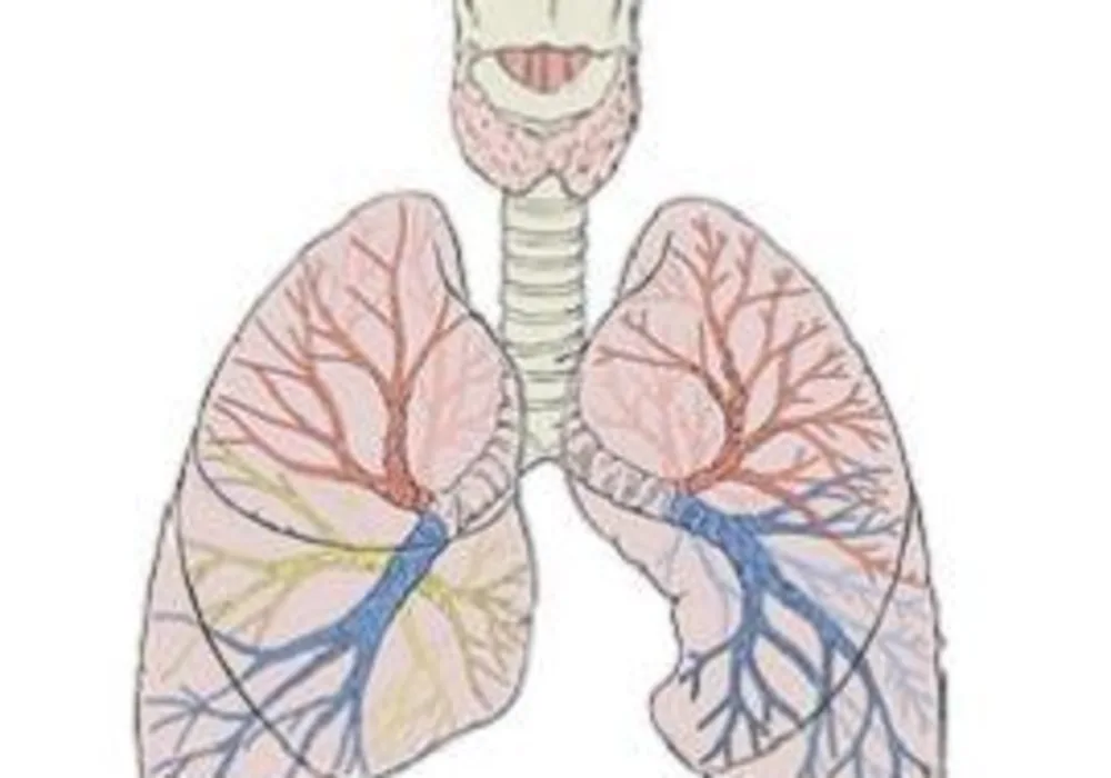 Human lungs diagram