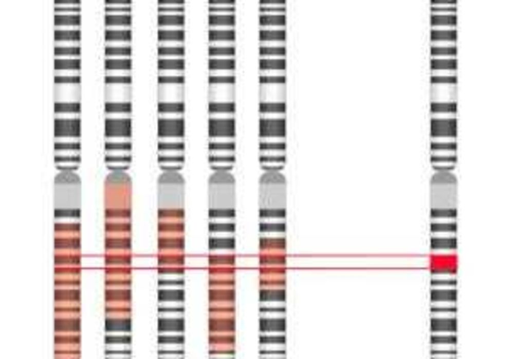 Gene Mapping  