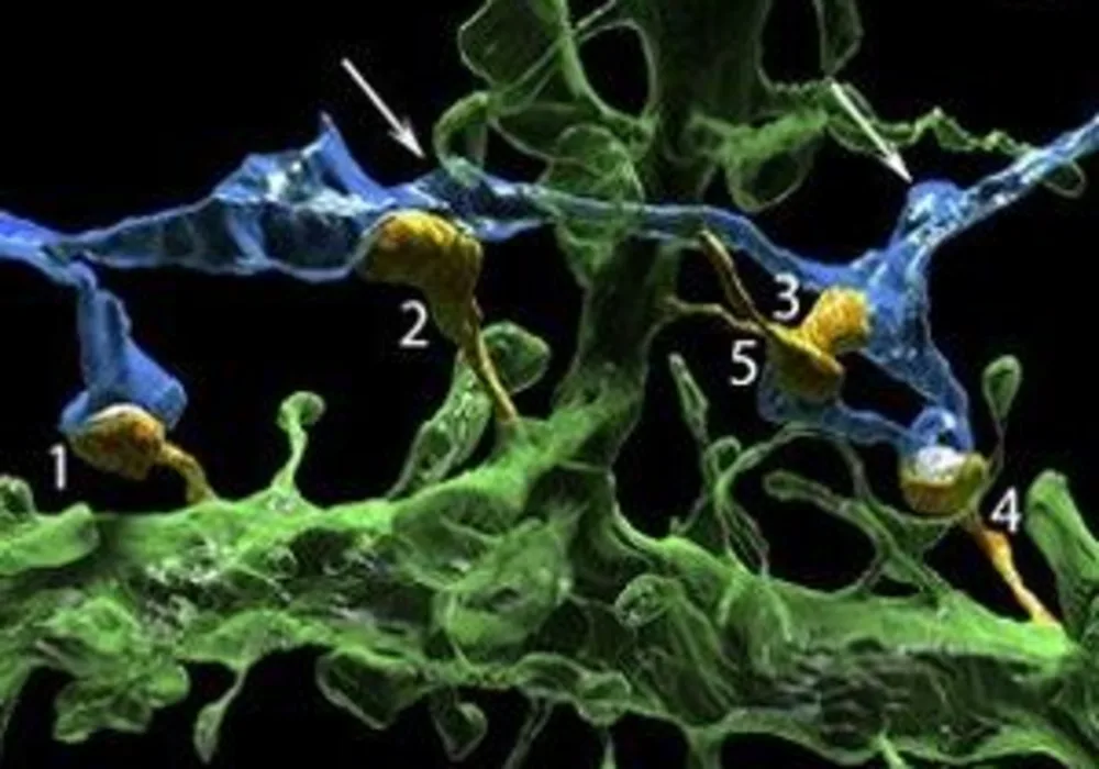 one axon (blue) innervates 5 dendritic spines (orange, labeled 1&ndash;5)