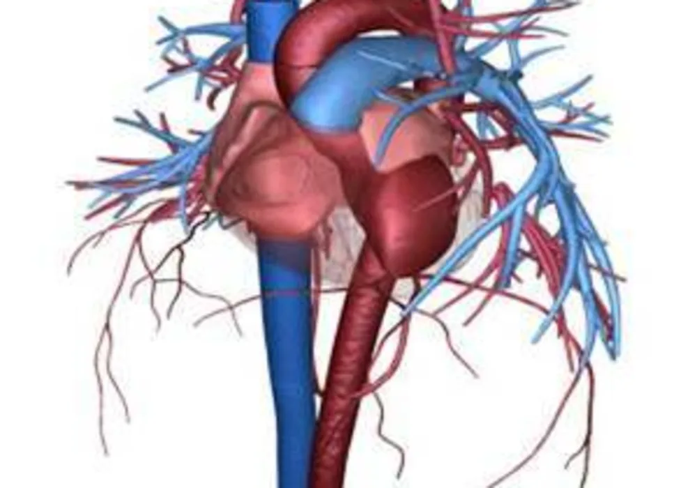 The Heart Circulatory System 