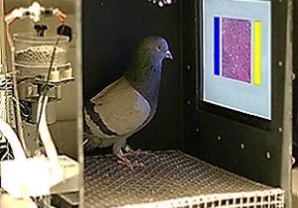 pigeons&rsquo; conditioning chamber 