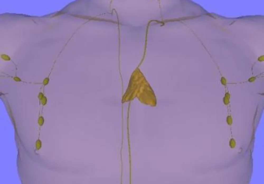 Photo: Anterior view of chest showing location and size of adult thymus (Source: https://commons.wikimedia.org/wiki/Main_Page)